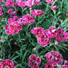 Dianthus 'Purple Wedding' (12cm