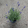 Lavender ang. 'Felice Provence' (p15)