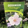 Geranium 'Pink Pouffe' 3L