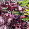 Heuchera 'Mulberry' (p17)