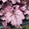 Heuchera 'Pink panter' (p17)