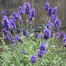 Lavender ang. 'BeeZee Blue' 2L