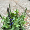 Salvia nemerosa (12cm)