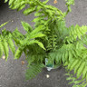 Matteuccia struthiopteris (Ostrich Fern) XL