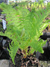 Matteuccia struthiopteris (Ostrich Fern) L