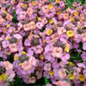 Erysimum mutable