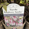 Tiarella 'Raspberry Sundae' 4L