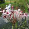 Butomus umbellatus (Flowering Rush) 9cm
