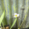 Baldellia ranunculoides (Lesser Water Plantain) 1ltr
