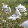 Eriophorum angustifolium (Cotton Grass) 9cm