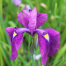 Iris ensata (Japanese Water Iris) 3ltr