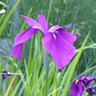 Iris ensata (Japanese Water Iris) 3ltr