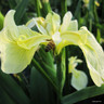 Iris pseudacorus bastardii 1ltr