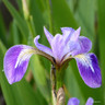 Iris versicolor (Blue Flag) 1ltr