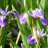 Iris versicolor (Blue Flag) 1ltr