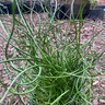 Juncus effusus spiralis (Corkscrew Rush) 9cm