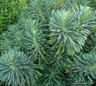 Euphorbia characias subsp. wulfenii 2L