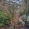 Cornus 'Midwinter Fire' - 3ltr