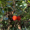 Arbutus unedo 'Compacta' (Strawberry Tree)