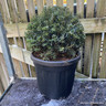 Taxus baccata (Yew) ball 30-35cm
