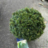 Taxus baccata (Yew) ball 30-35cm