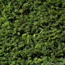 Taxus baccata (Yew) standard 6/8cm