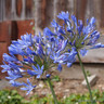 Agapanthus 'Charlotte'