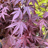 Acer 'Bloodgood' (p19)
