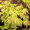 Acer Orange Dream (p10)