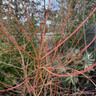 Cornus 'Midwinter Fire' (Dogwood) - 5ltr