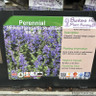 Nepeta faassenii 'Purrsian Blue' 1ltr pot