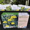 Phlomis fruticosa-1L