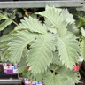 Melianthus major - 3L