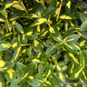 Euonymus fortunei 'Blondy'