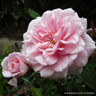 Albertine - Rambling Rose