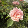 Albertine - Rambling Rose