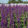 Salvia nemorosa 'Caradonna' (p19)