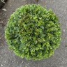 Taxus baccata (Yew) ball 45-50cm Taxus baccata (Yew) ball 45-50cm