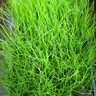 Pilularia globulifera (Pepper Grass) 9cm OXY