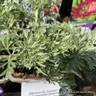 Artemisia 'Powis Castle'  3ltr pot