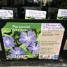 Vinca major 1ltr