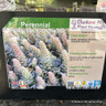 Orostachys 'Chinese Hat' 1ltr