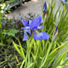 Iris siberica 'Frans Gold' 5L