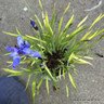 Iris siberica 'Frans Gold' 5L