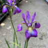 Iris siberica 'Sparkling Rose' (5L)