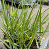 Panicum virgatum 'Prairie Sky (5L)