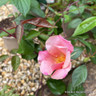 Rosa odorata 'Mutabilis’ 5L