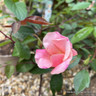 Rosa odorata 'Mutabilis’ 5L