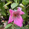 Rosa odorata 'Mutabilis’ 5L