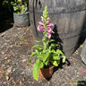 Foxglove (Digitalis) mix